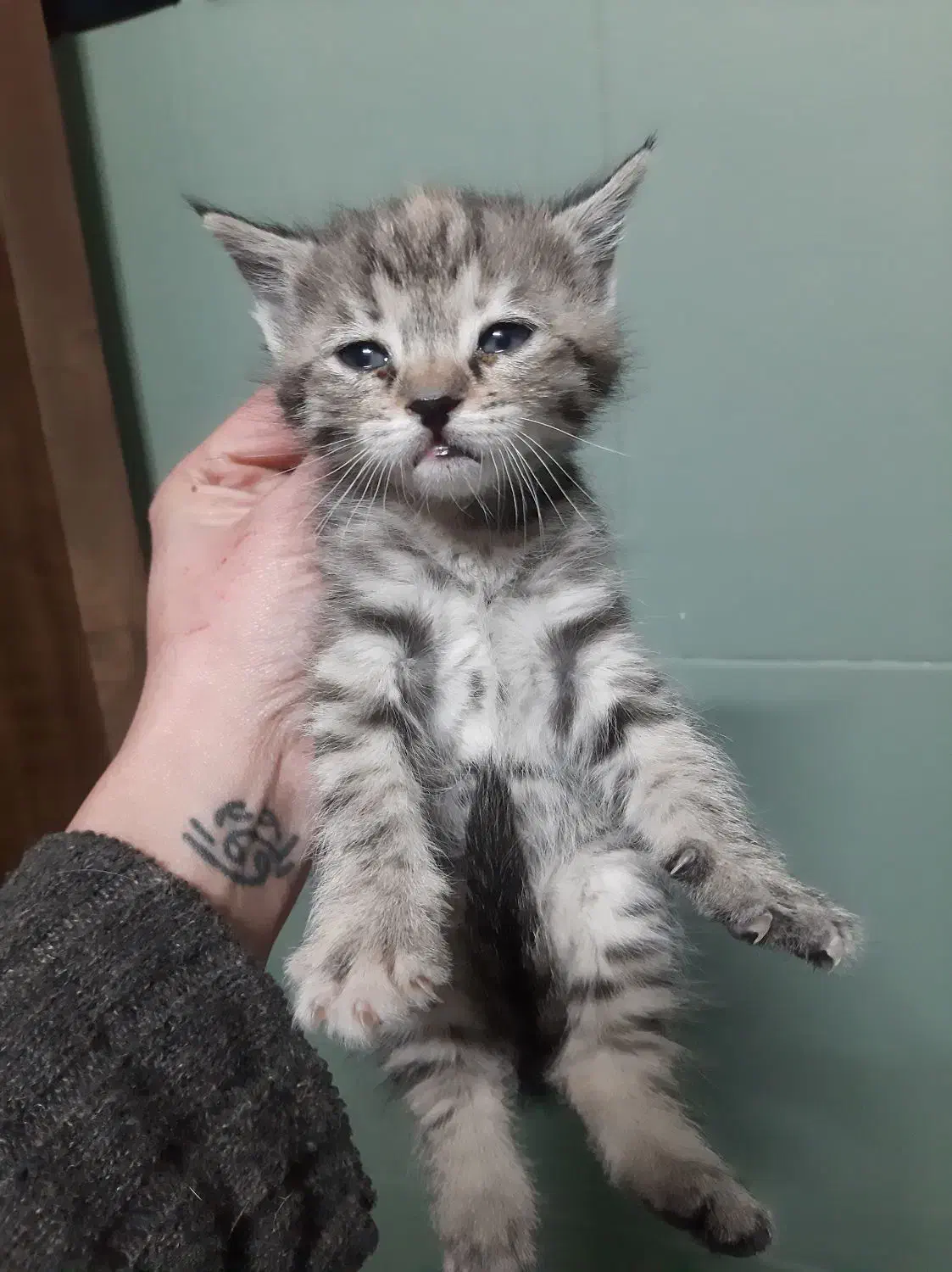 گربه|گربه|گرمدره, |دیوار