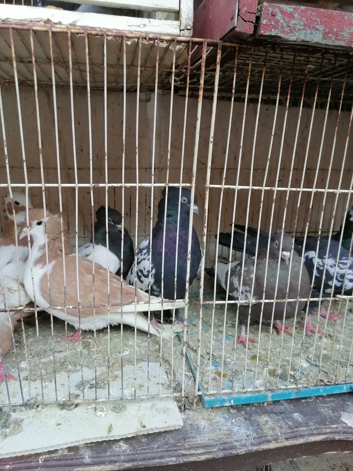 کبوتر|پرنده|شیراز, سعدیه شمالی|دیوار