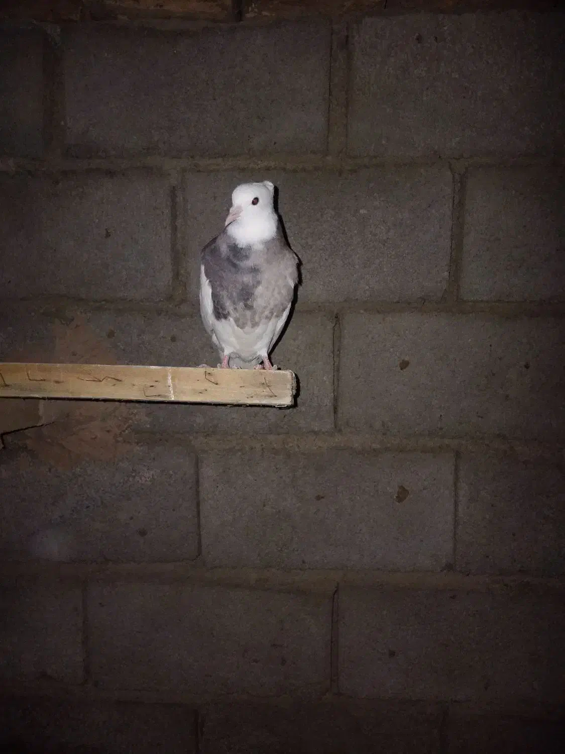 طوقی|پرنده|نیشابور, شهید بهشتی|دیوار