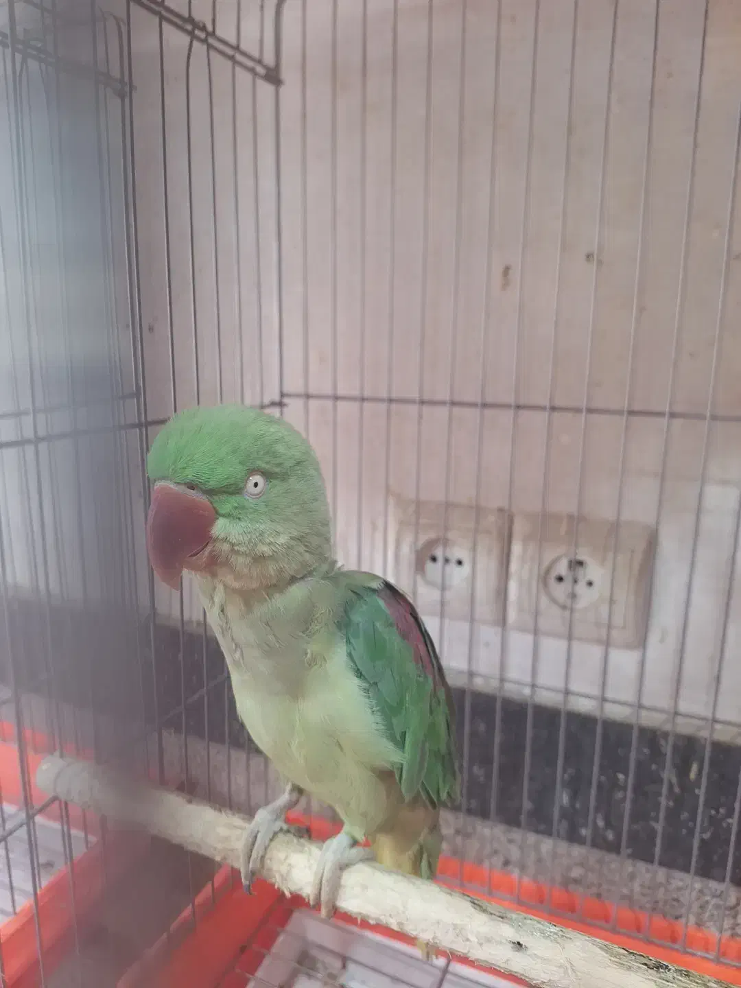 سلام و عرض ادب|پرنده|مشهد, ادیب نیشابوری (شهرک غرب)|دیوار