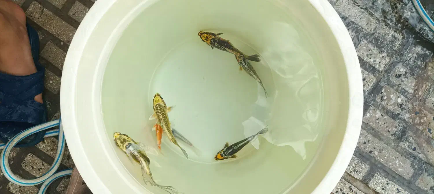 ماهی‌کوی|ماهی|اسلام‌‌آباد غرب, |دیوار