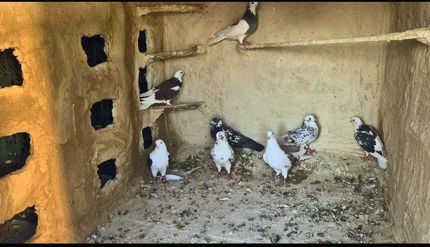 کفتر درج یک  تقدیم به عشق بازه ها|پرنده|رودشت (چهارمحال و بختیاری), |دیوار