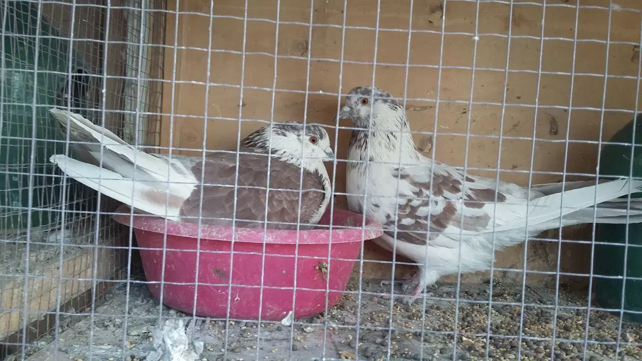 کفتر مایه انباری عتیقه چهار جفت یکجا|پرنده|تهران, قیطریه|دیوار