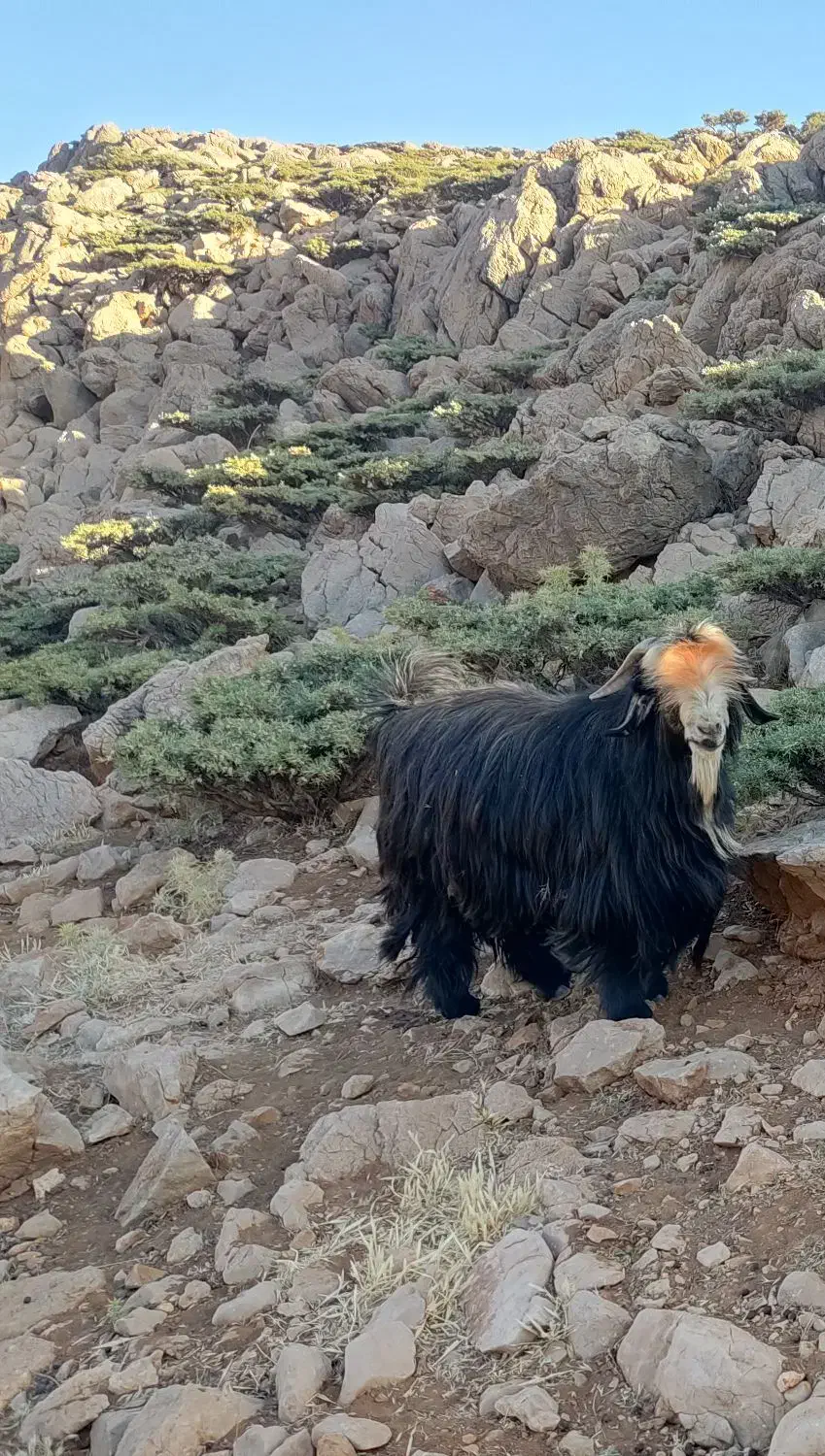 بعده تخمی|حیوانات مزرعه|میانکوه, |دیوار