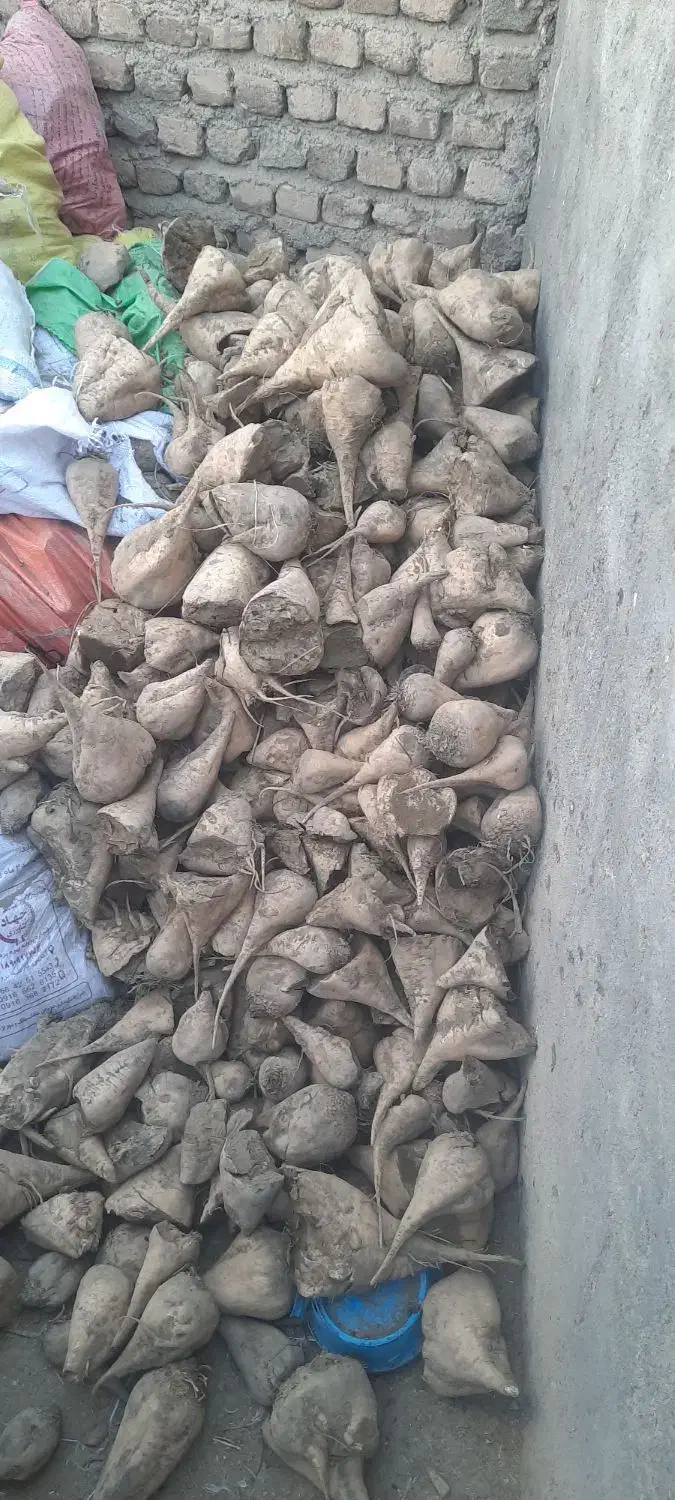 چغندر برای خوراک دام تازه|حیوانات مزرعه|بروجرد, |دیوار