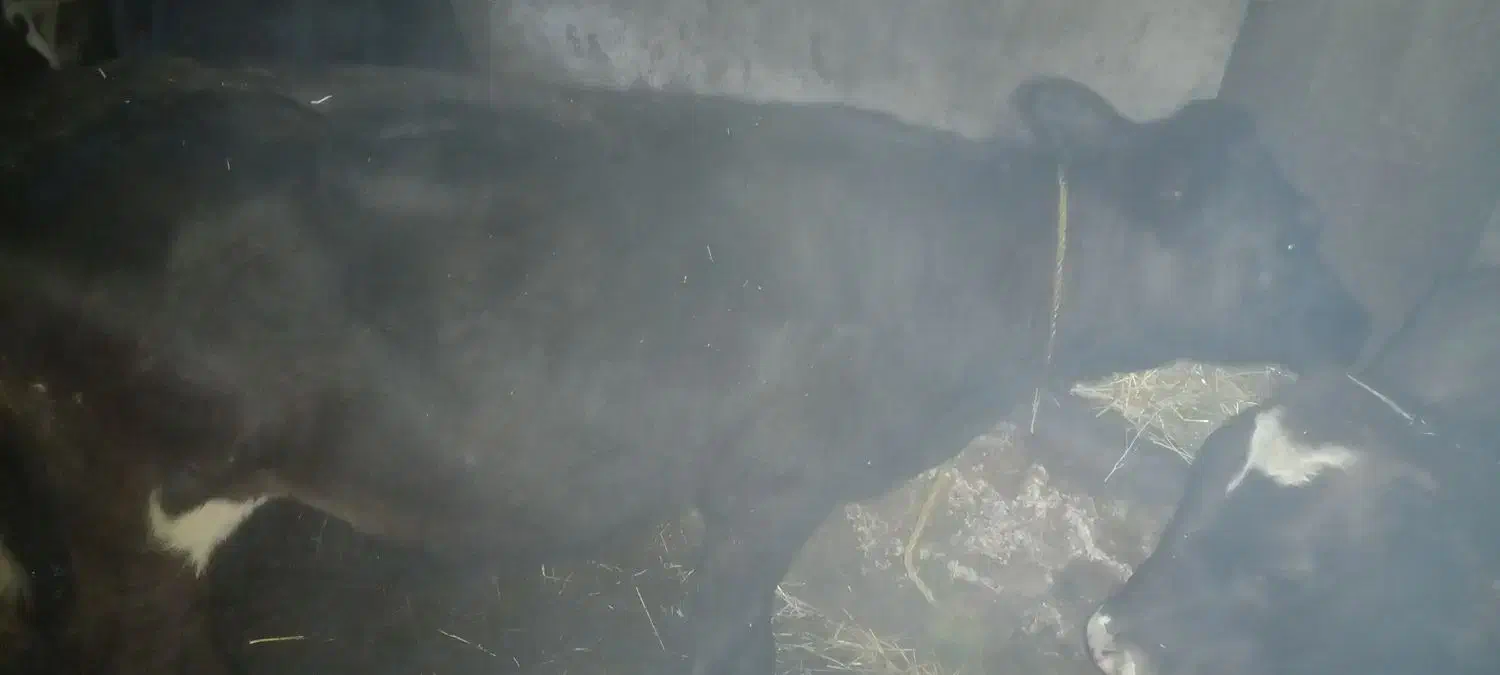 سه راس گوساله ی ۱۵۰ کیلویی چاق|حیوانات مزرعه|تیکمه داش, |دیوار