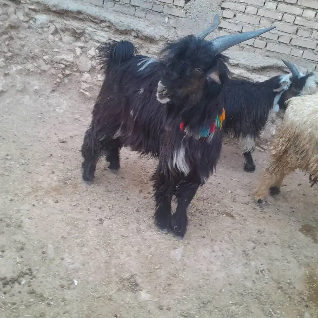 بیگ تخمی|حیوانات مزرعه|ایذه, |دیوار