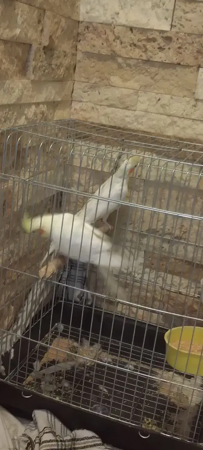 دو عروس هلندی ماده لوتینو|پرنده|تهران, آهنگ|دیوار