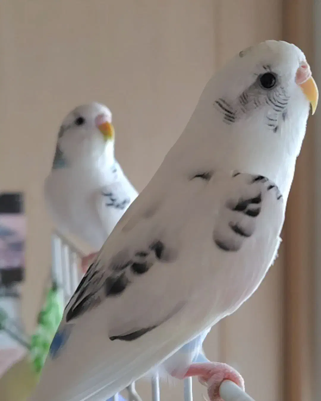 فروش|پرنده|جنت, |دیوار