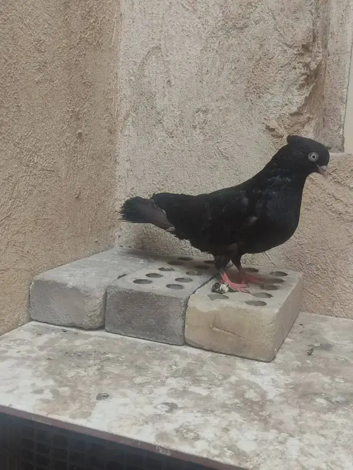 پرنده|پرنده|اهواز, شهرک دانشگاه|دیوار