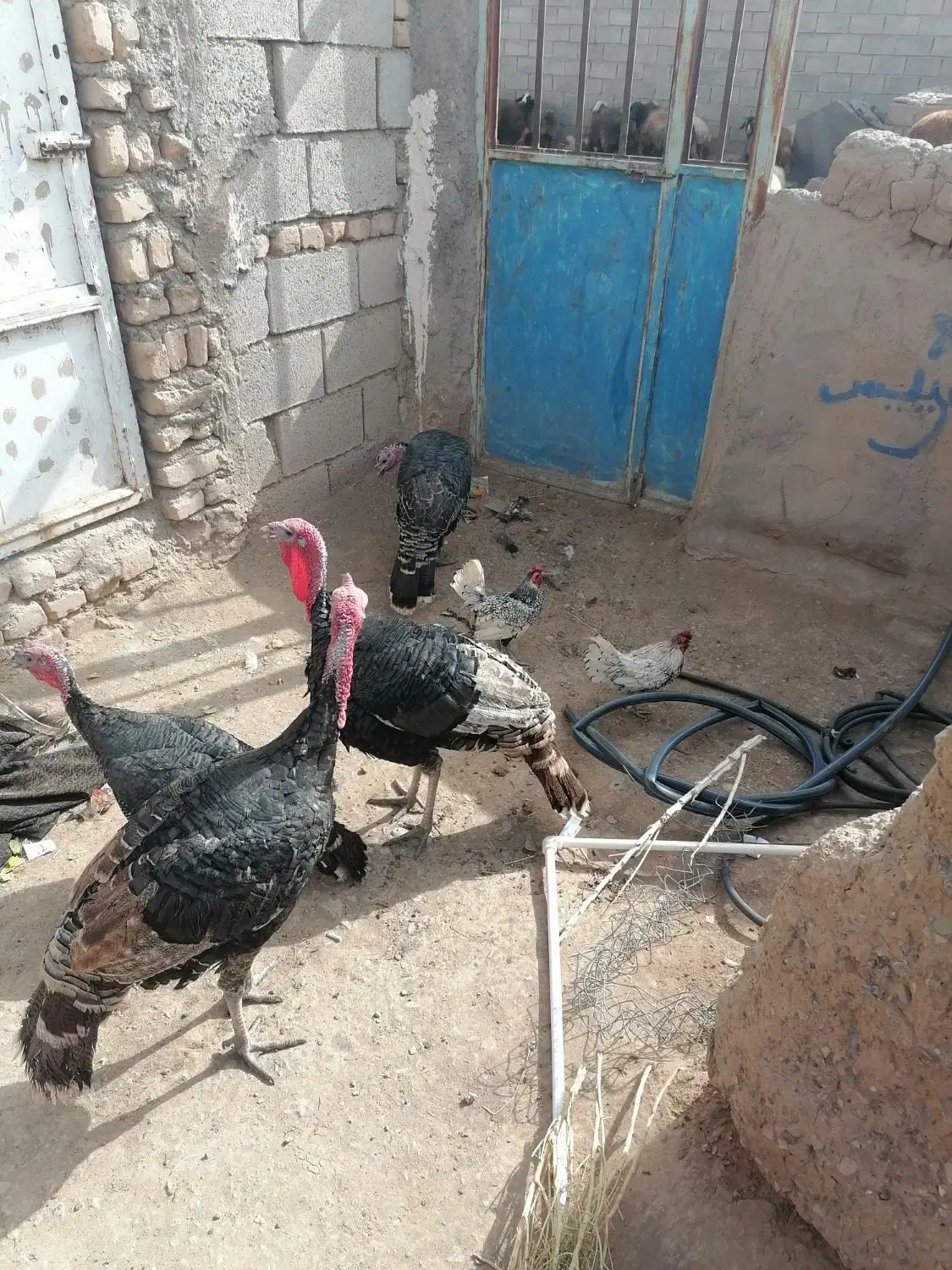 2بوغلمون نر و2تاماده و2تا خروس مینیا توری|حیوانات مزرعه|مه ولات, |دیوار