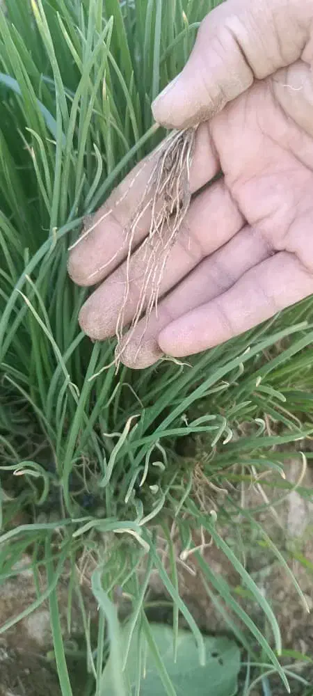 نهال پیاز مینروا|گل و گیاه طبیعی|جیرفت, |دیوار