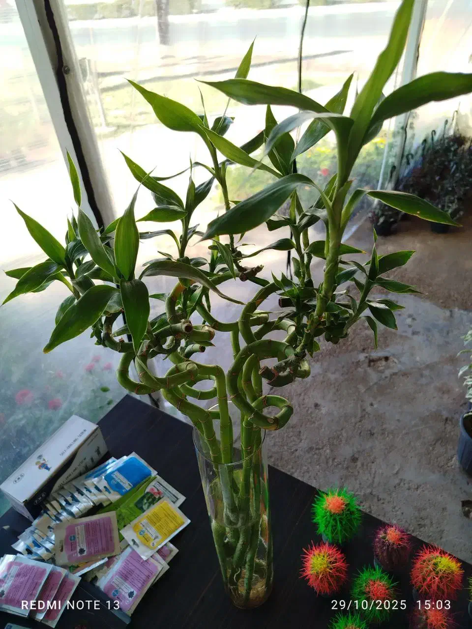 گلسرای نفتک|گل و گیاه طبیعی|مسجد سلیمان, |دیوار