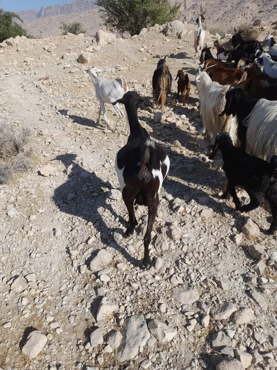 بز کهره دار وابستن|حیوانات مزرعه|جره و بالاده, |دیوار