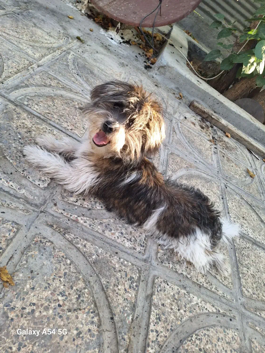 شیتزو کراس ۸ ماهه|سگ|صدرا-فارس, فاز ۱|دیوار