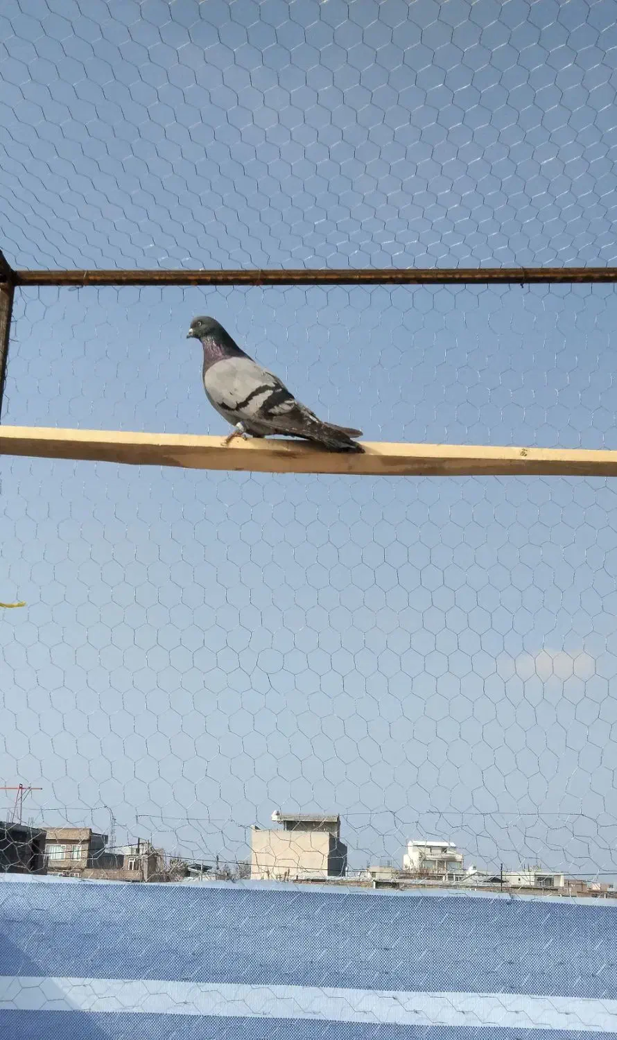 پرش سنگین|پرنده|نقده, |دیوار