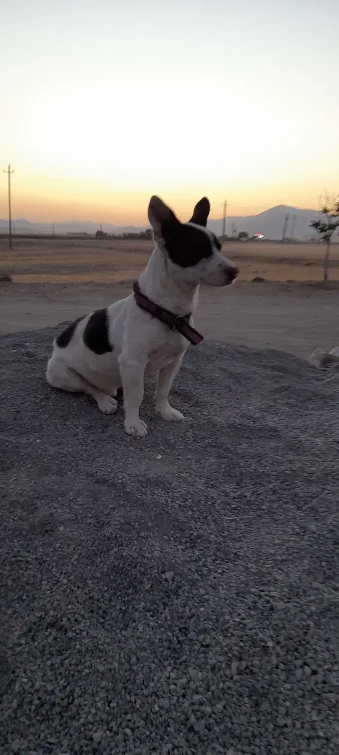 واگزاری سگ جک راسل|سگ|کنگاور, |دیوار