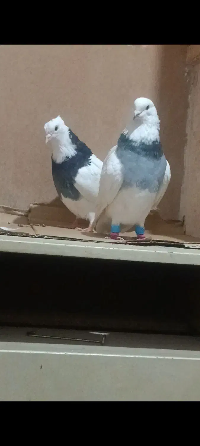 جفت طوقی|حیوانات|اندیمشک, |دیوار