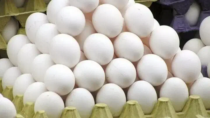 فروش ویژه تخم مرغ|خوردنی و آشامیدنی|نجفآباد, دانش|دیوار