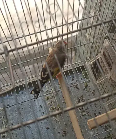 سه عدد سهره|پرنده|شیراز, سیاه سنگ|دیوار