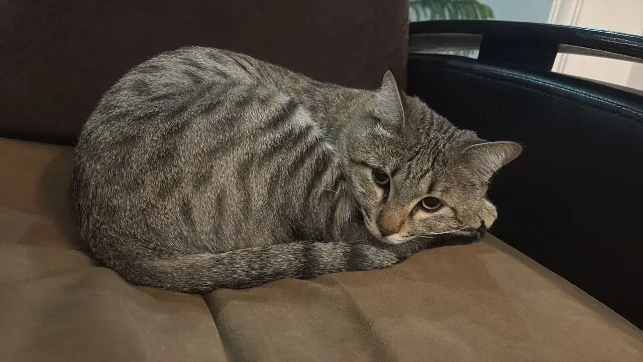 گربه دو رگه|گربه|شاهرود, |دیوار