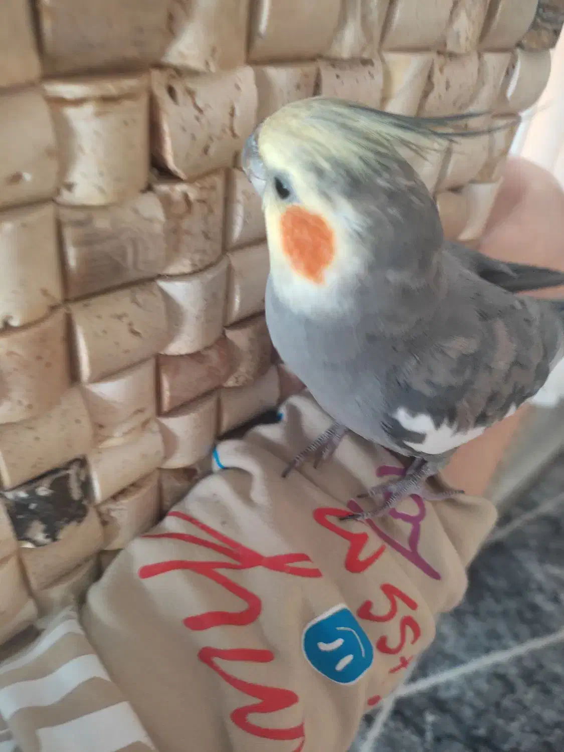 عروس هلندی گمشده|حیوانات|همدان, |دیوار