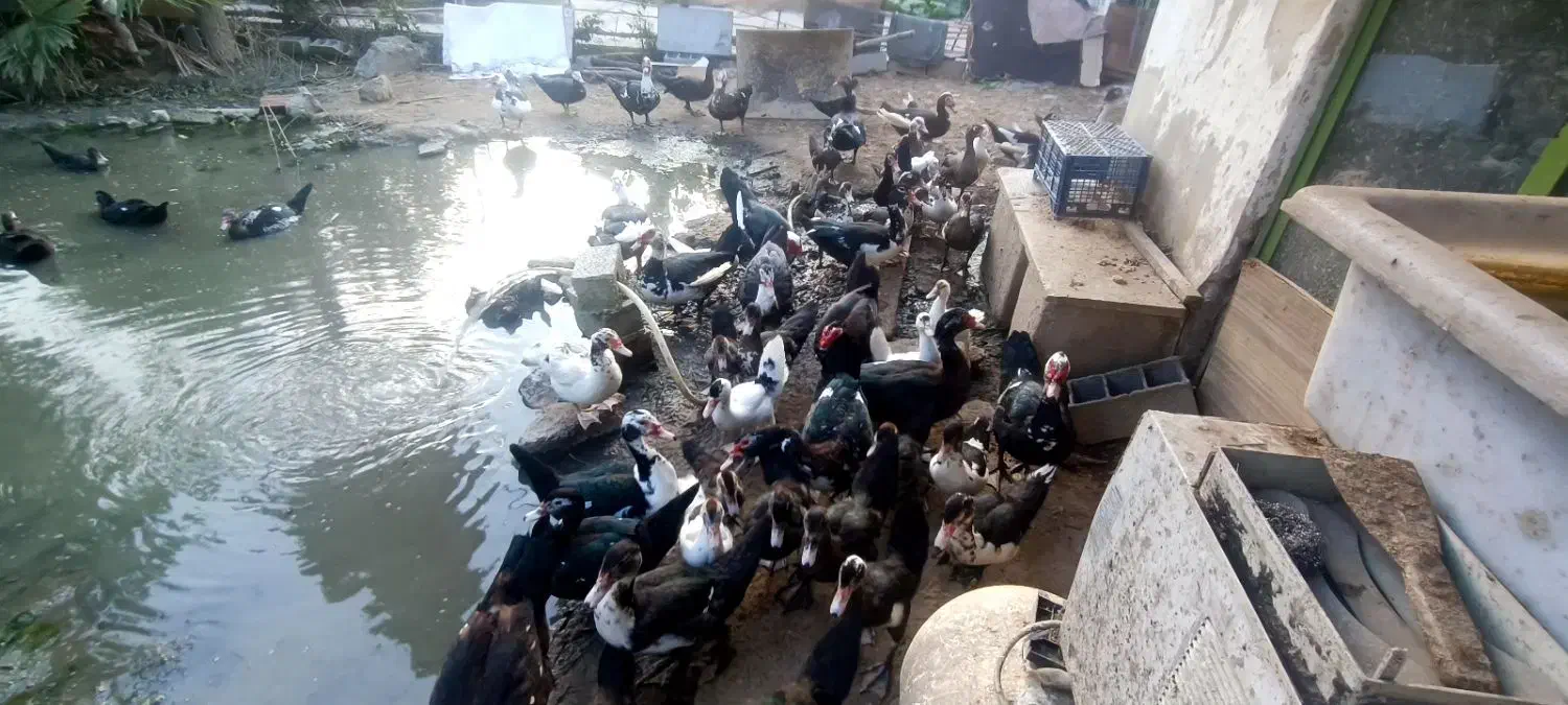 اردک روسی ارگانیک|حیوانات مزرعه|سرخرود, |دیوار