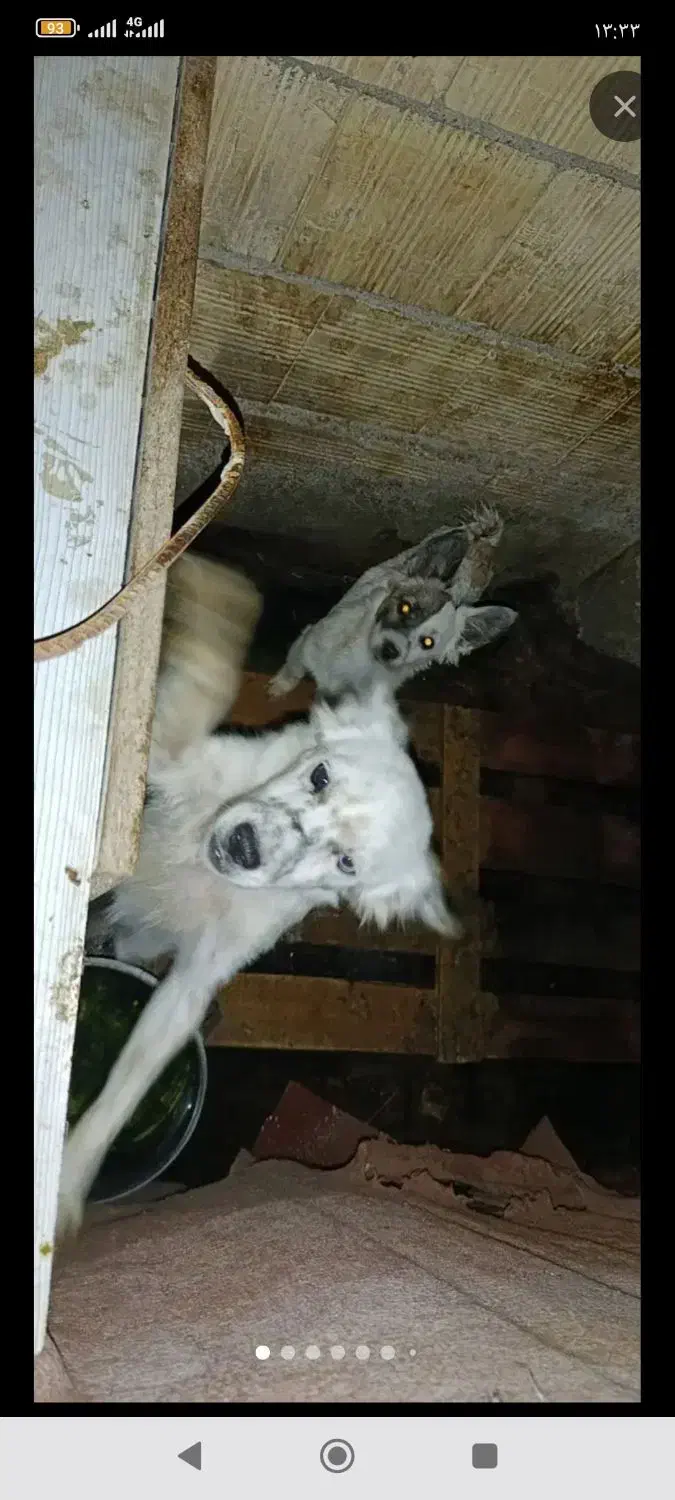 سگ پا کوتاه|سگ|مشهد, منزل آباد|دیوار