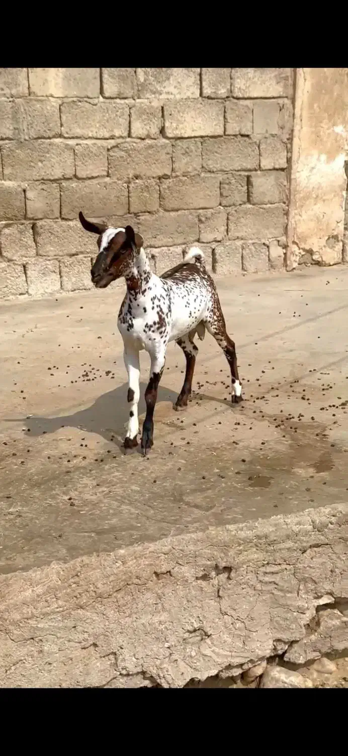 گل قشنگ|حیوانات مزرعه|میاندوآب, |دیوار