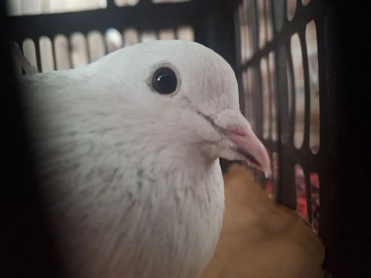 کبوتر|حیوانات|سنندج, |دیوار