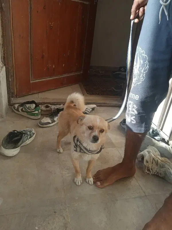 واگذاری سگ|سگ|بندرلنگه, |دیوار