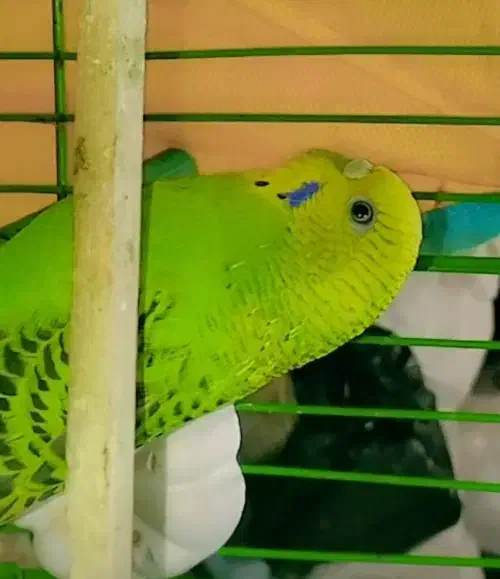 مرغ عشق|پرنده|خرمشهر, |دیوار