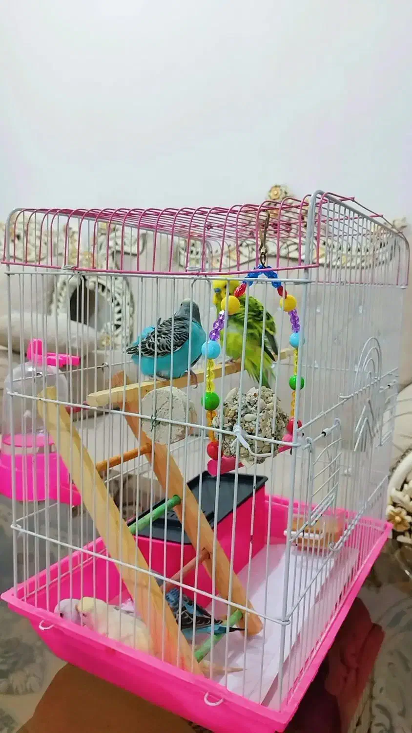 ۳عدد مرغ عشق ۱ونیم ماهه|پرنده|مریوان, |دیوار