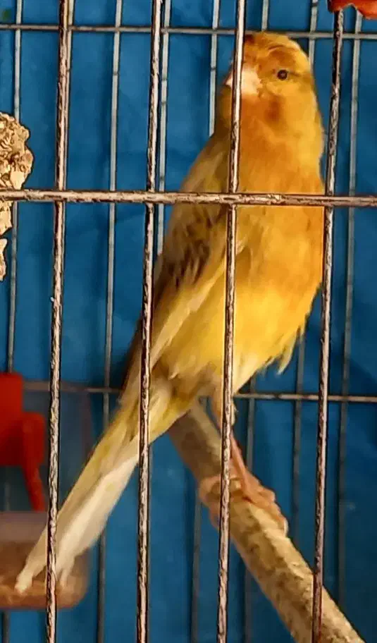 قناری نر مست|پرنده|مبارکه, |دیوار