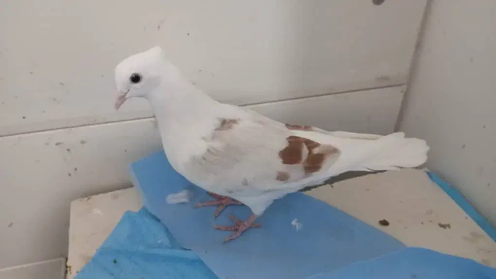 خوشونه|پرنده|خرمآباد, |دیوار