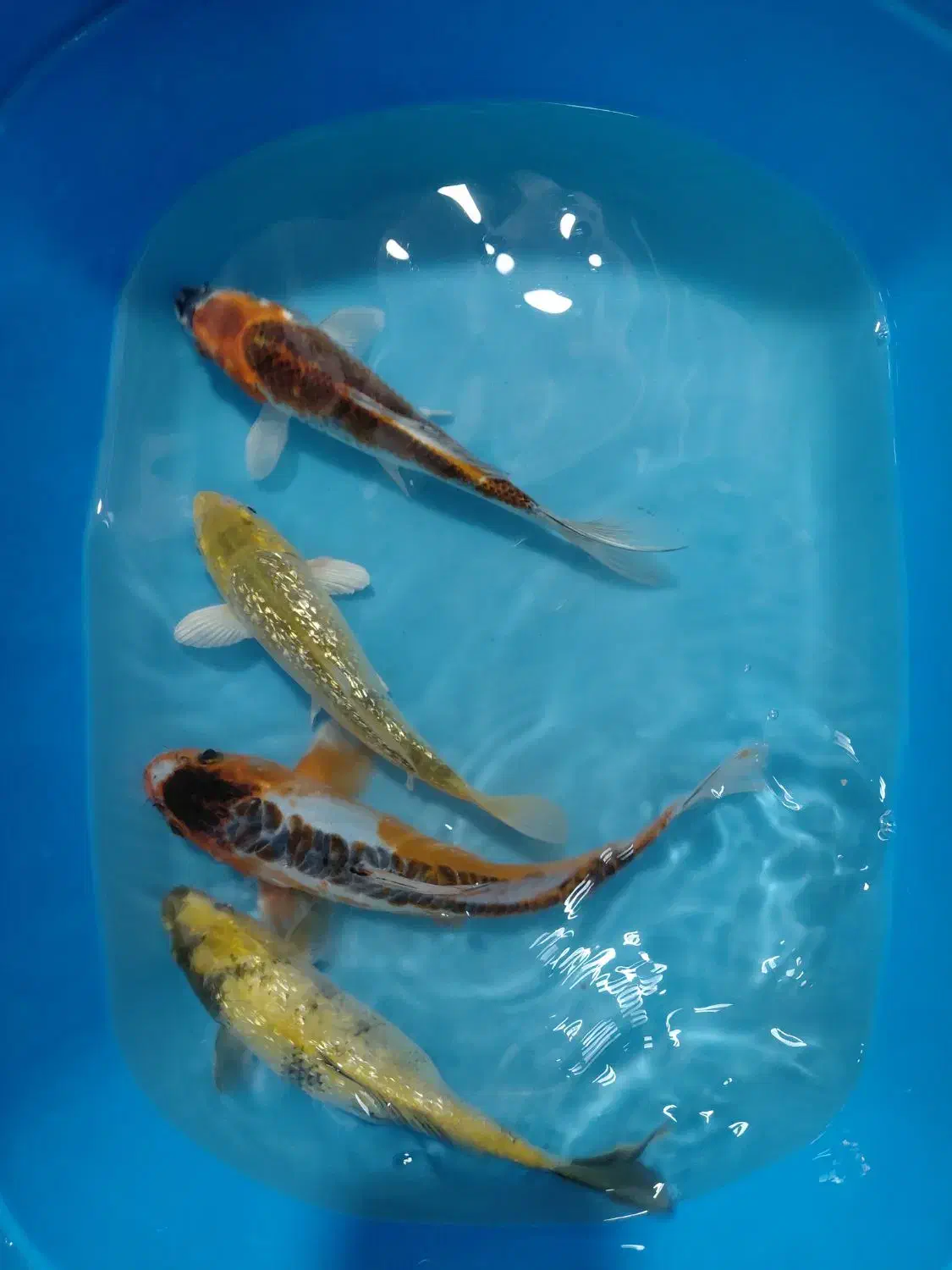 ماهی کوی گرید A|ماهی|تهران, شهرک ولیعصر شمالی|دیوار