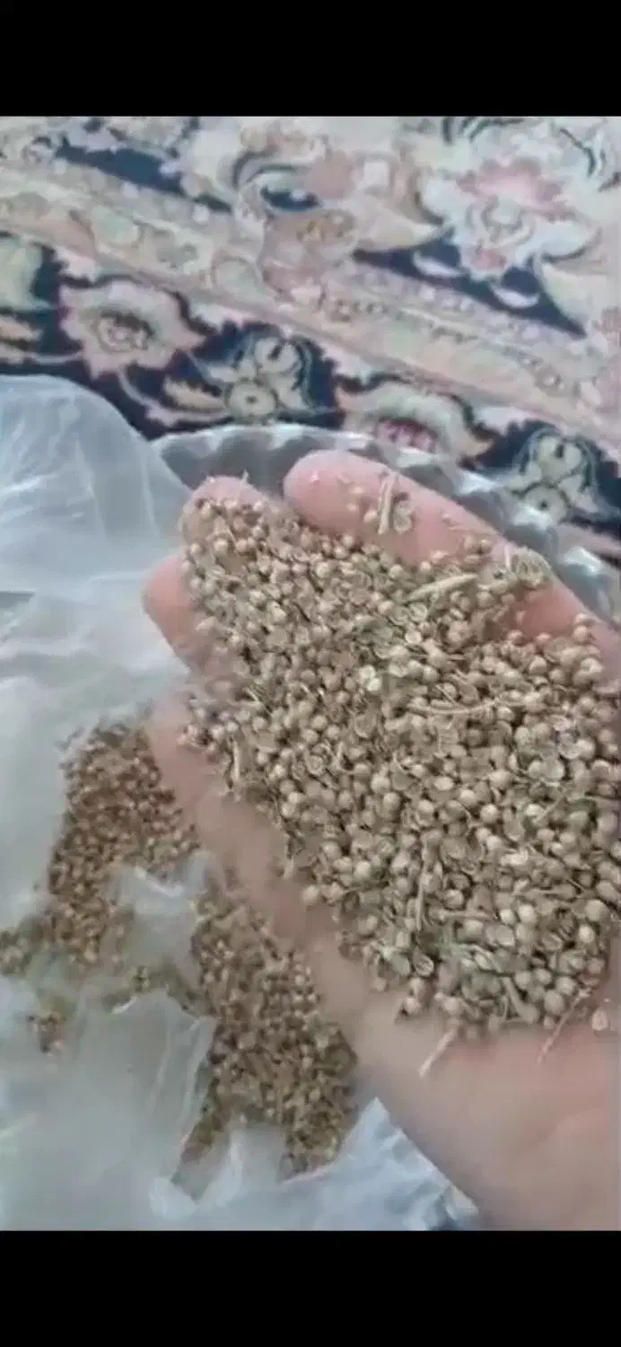 گشنیز|عمده‌فروشی|دینور, |دیوار