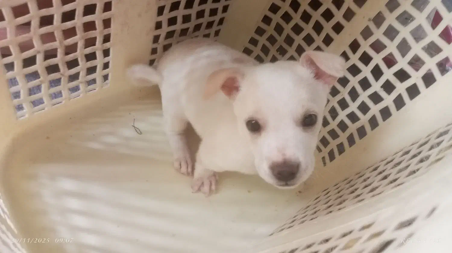 سگ شیتزو|سگ|کرمان, |دیوار