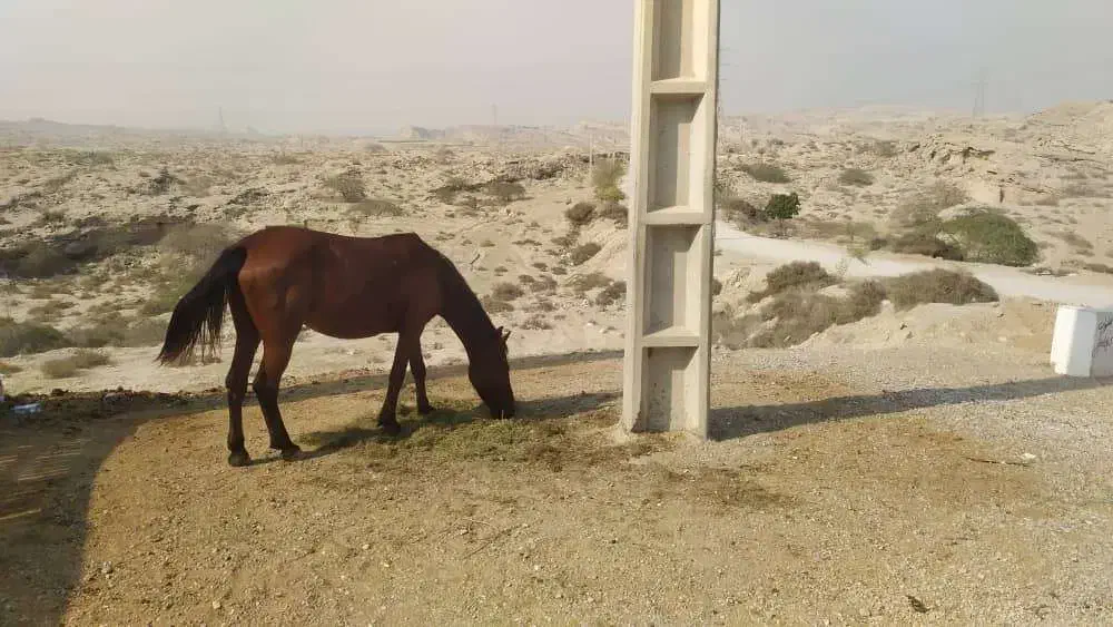 فروشی|اسب و تجهیزات اسبسواری|بندرعباس, |دیوار