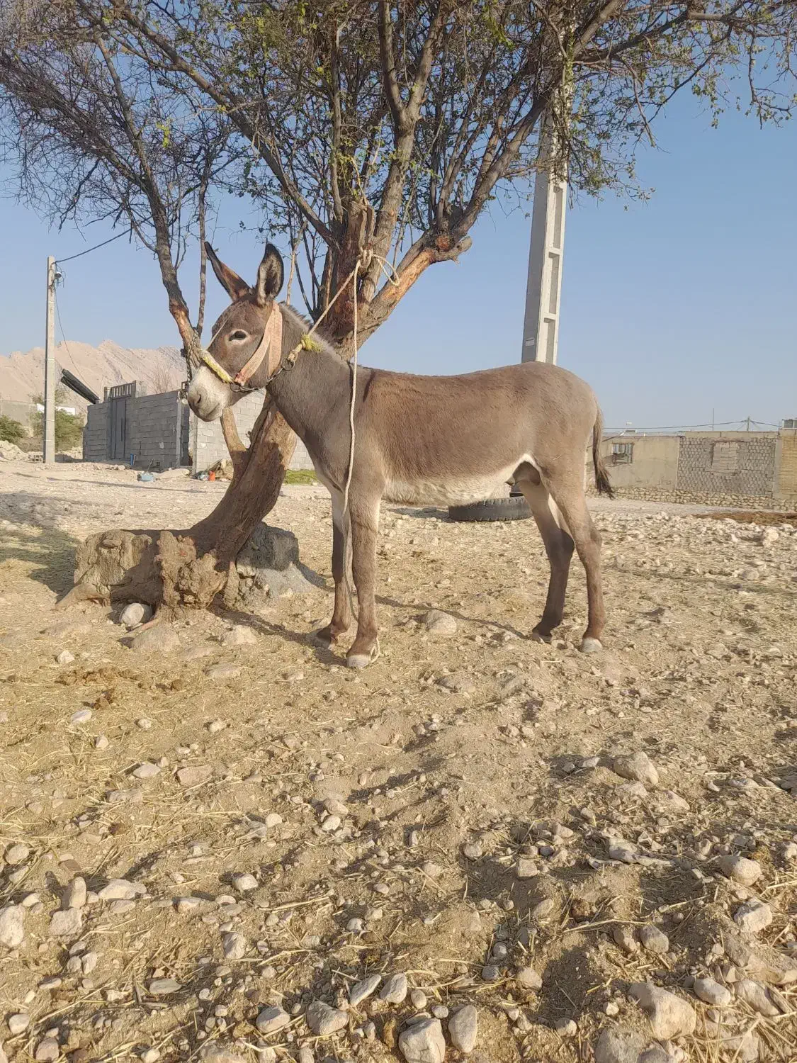 الاغ|حیوانات مزرعه|بهبهان, |دیوار