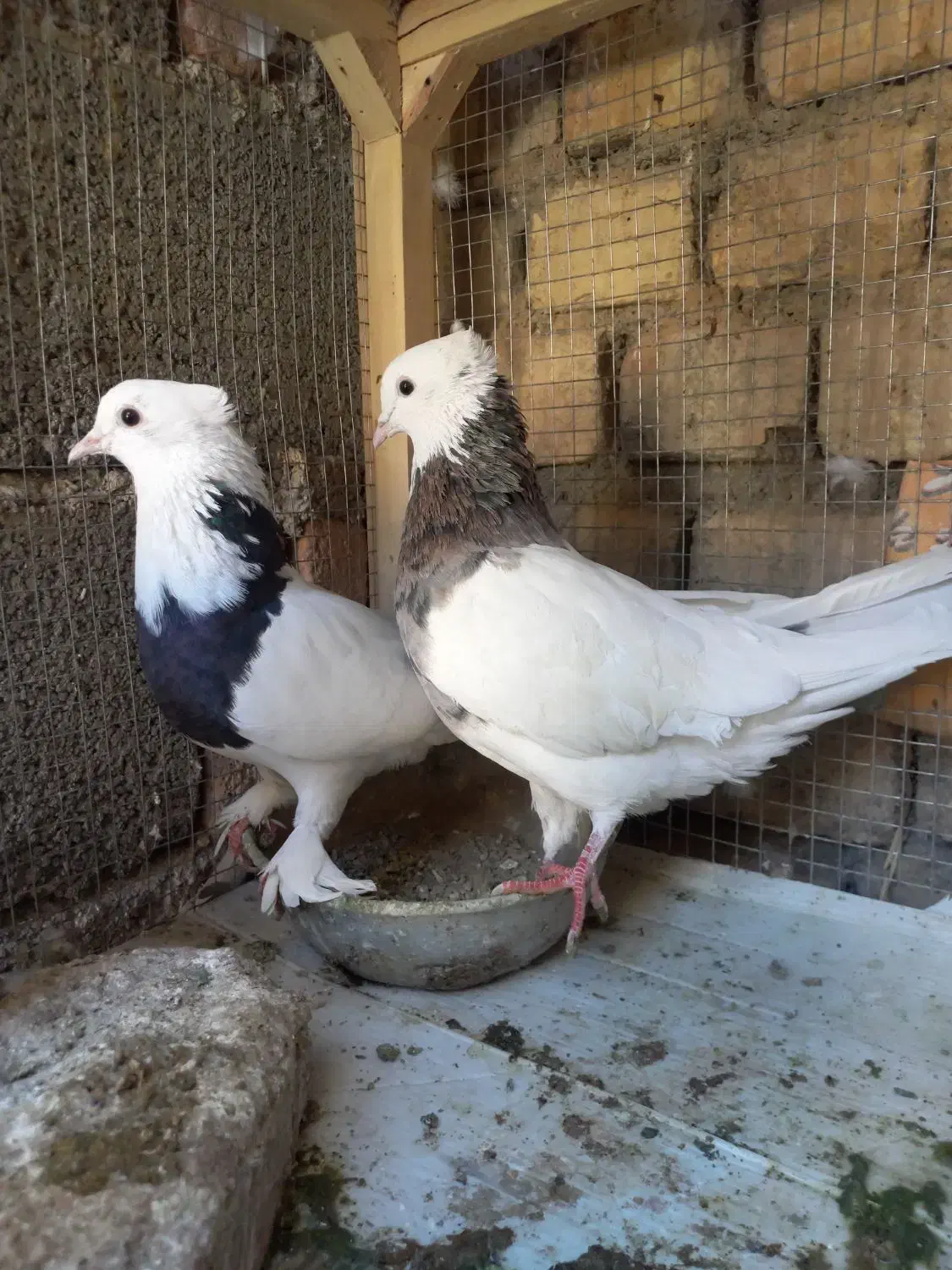 کبوتر|پرنده|خوانسار, |دیوار