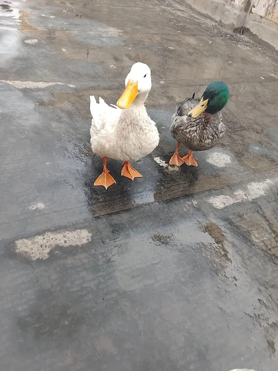 اردک|حیوانات مزرعه|تهران, منیریه|دیوار