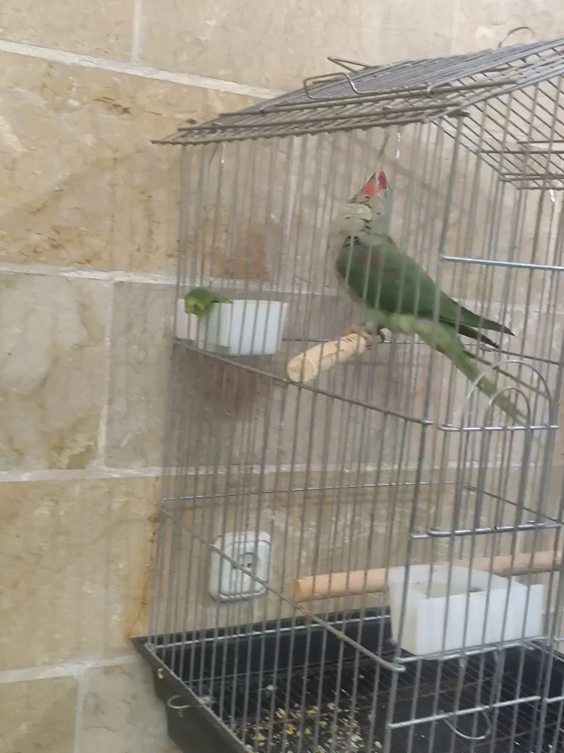 یک شاه طوطی نر شاه تخم یک جفت ملنگو شیطون و ملوس|پرنده|تهران, دردشت|دیوار