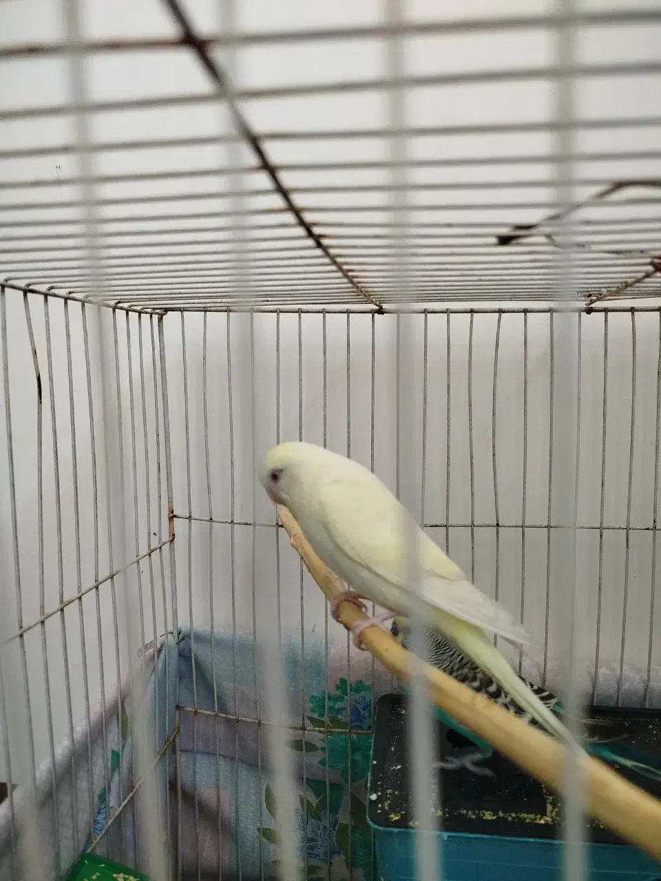 عروس هلندی کوتوله عشق|پرنده|مشهد, پنجتن|دیوار