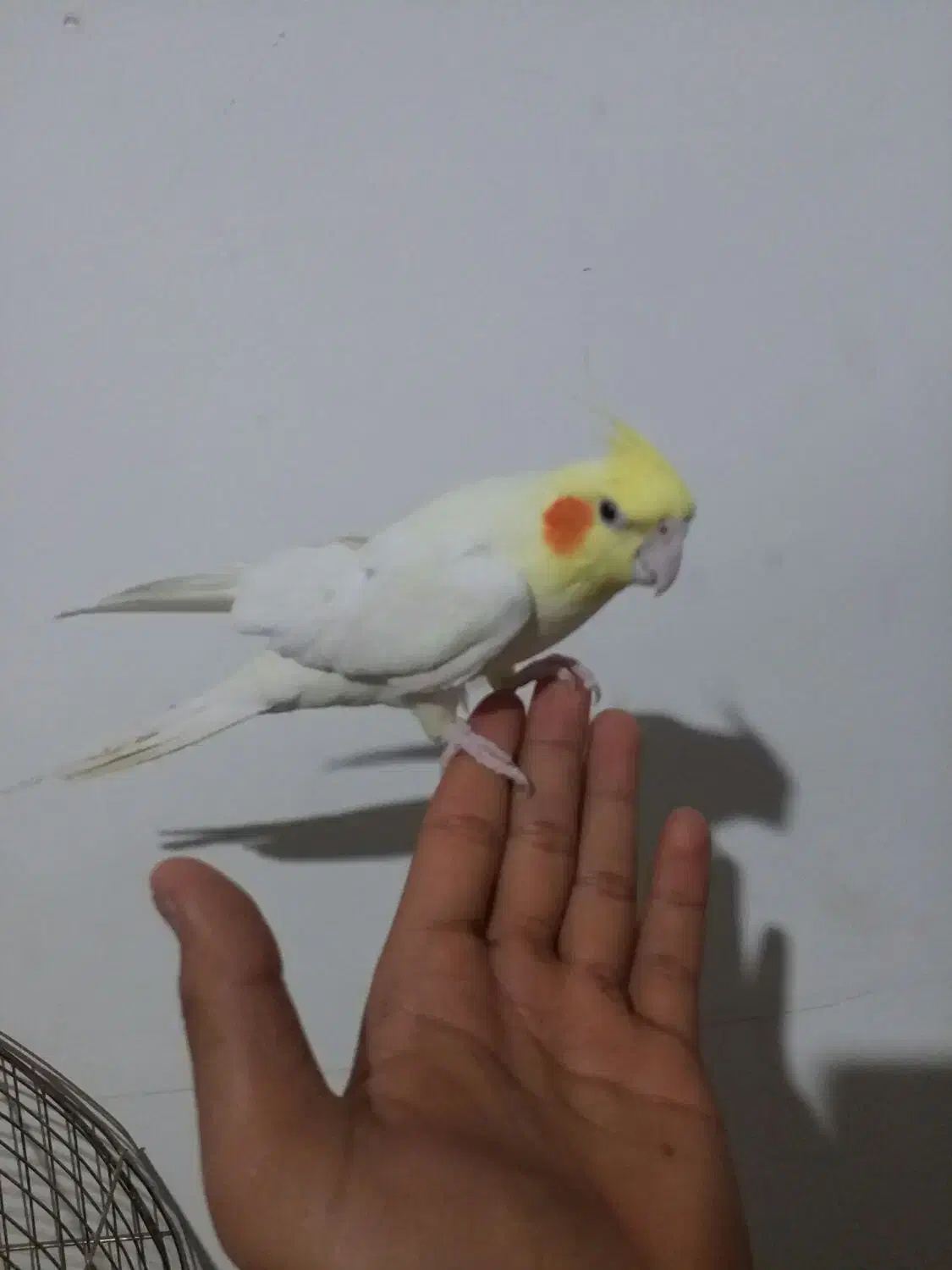 عروس هلندی لوتینو|پرنده|کرمانشاه, |دیوار