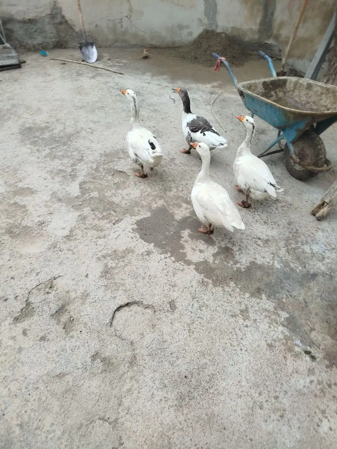 غاز|حیوانات مزرعه|بروجرد, |دیوار