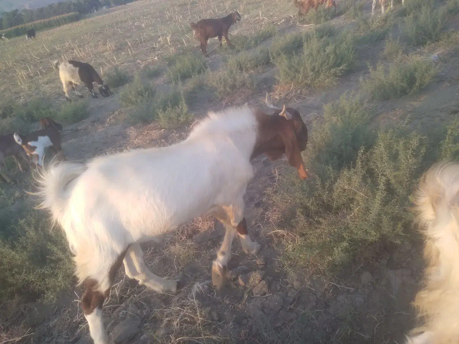 چپشنژاد دار فروشی|حیوانات مزرعه|حور, |دیوار