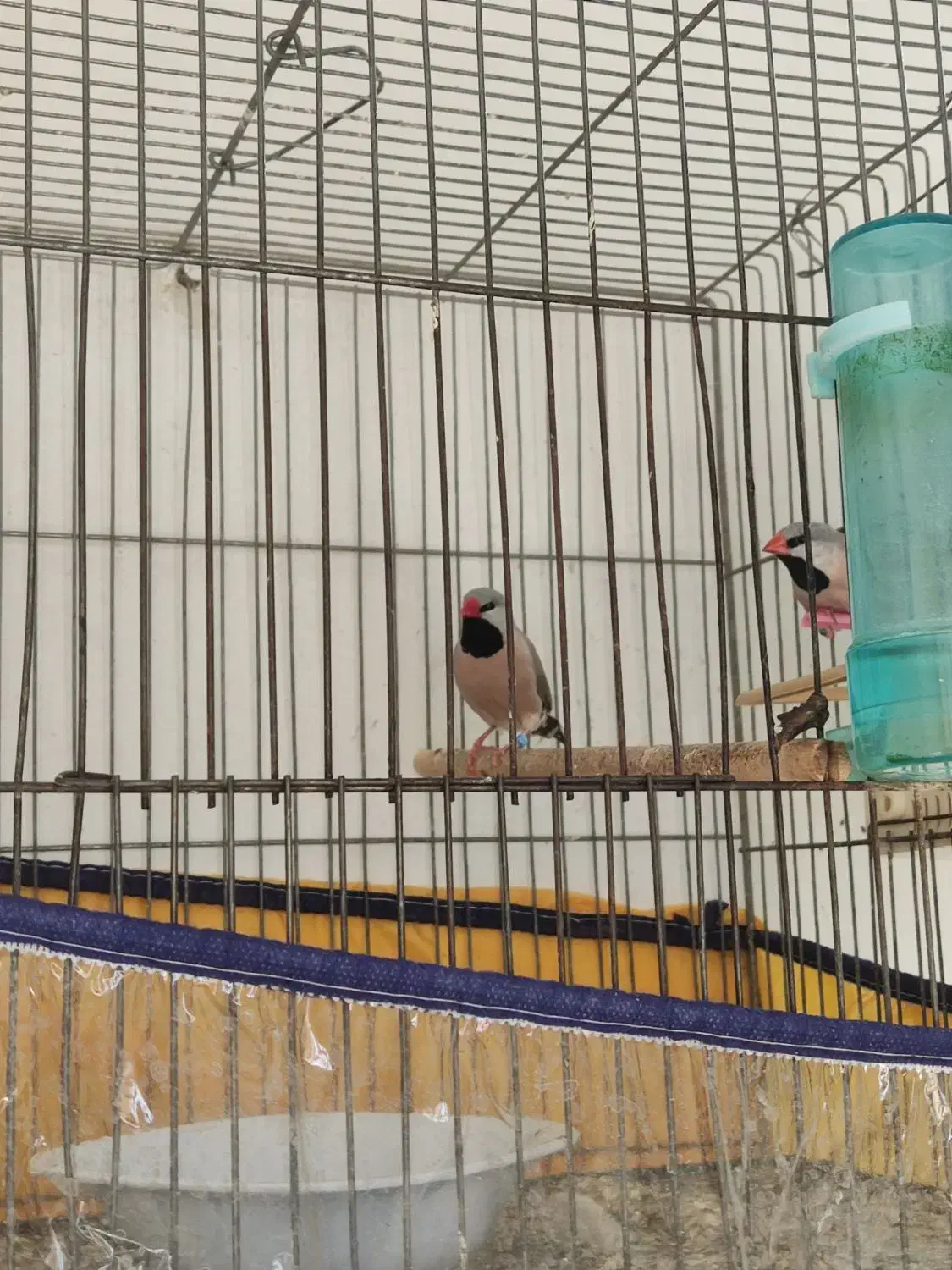 فنچ کراواتی|پرنده|شیراز, نیایش|دیوار