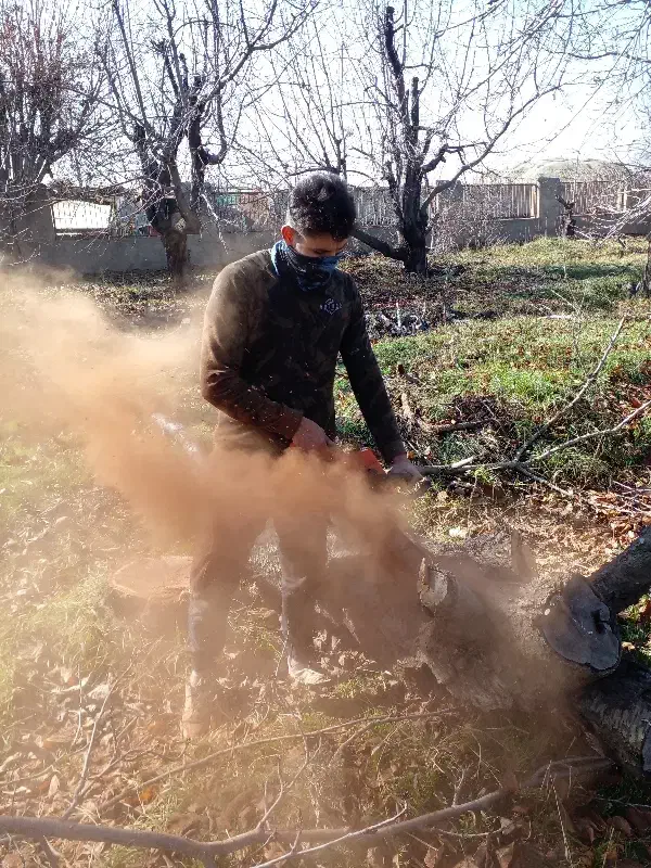 خریدار چوب هرس قطع درخت|خدمات باغبانی و درختکاری|تهران, نعمت‌آباد|دیوار