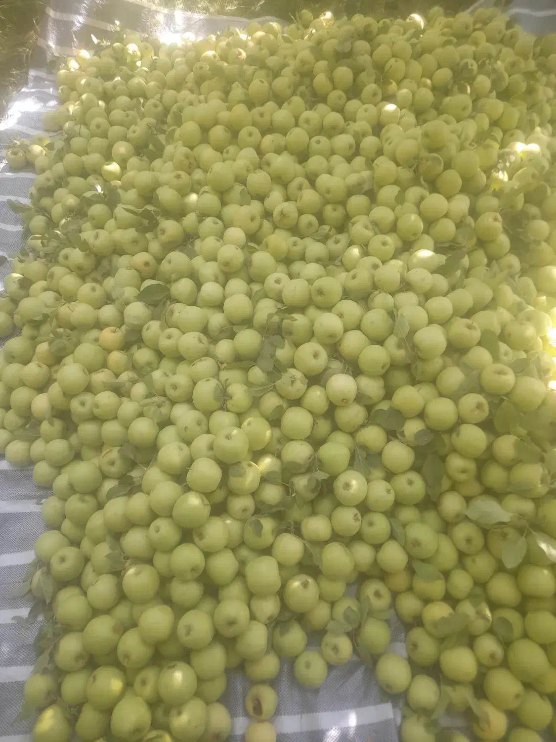 س ی ب   ز ر د   و    ق ر م ز|خوردنی و آشامیدنی|نهاوند, |دیوار